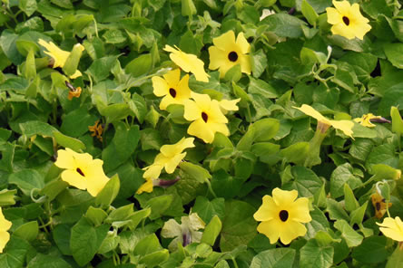 Intumescence on Black-eyed Susan vine