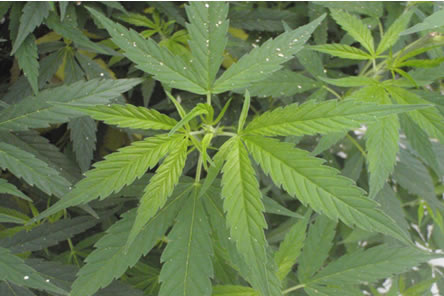 Hemp Mother Plant Considerations: Getting a good start for next season
