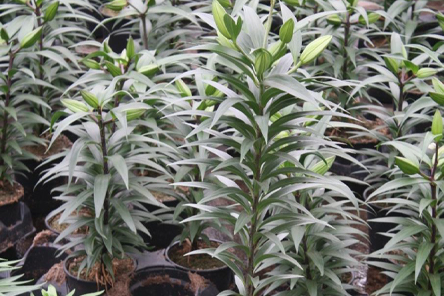 Lower-leaf yellowing on potted lilies