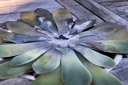 Fusarium on Echeveria