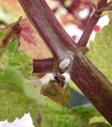 Coleus Insect Photo Guide