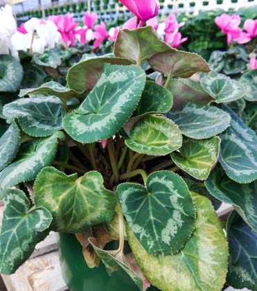 Fusarium wilt of Cyclamen