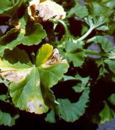 Bacterial Blight on Geraniums, again.