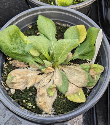 Rudbeckia: Sclerotinia (White Mold)