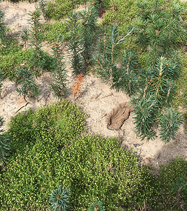 Identification and Control of Birdeye Pearlwort (Sagina procumbens) in Greenhouse Container Production