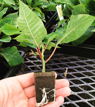 Clean Up Your Act: Readying the Greenhouse for Poinsettia Propagation