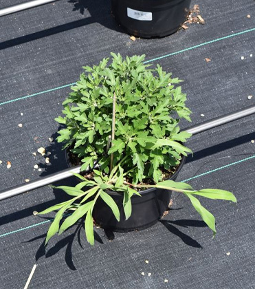 Strategies and Guidelines for Herbicide Application During Outdoor Fall Crop Production