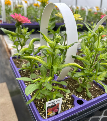 Herbicide damage to greenhouse plants and residue testing